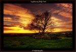 View gallery of Kim Shatwell